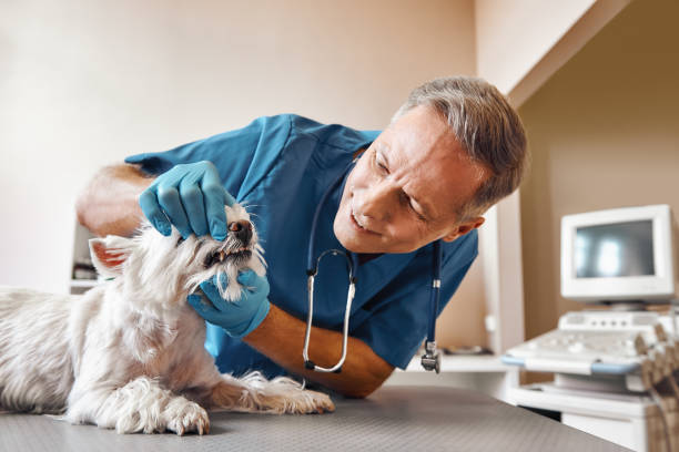 Best 24-Hour Emergency Dentist  in Parker City, IN